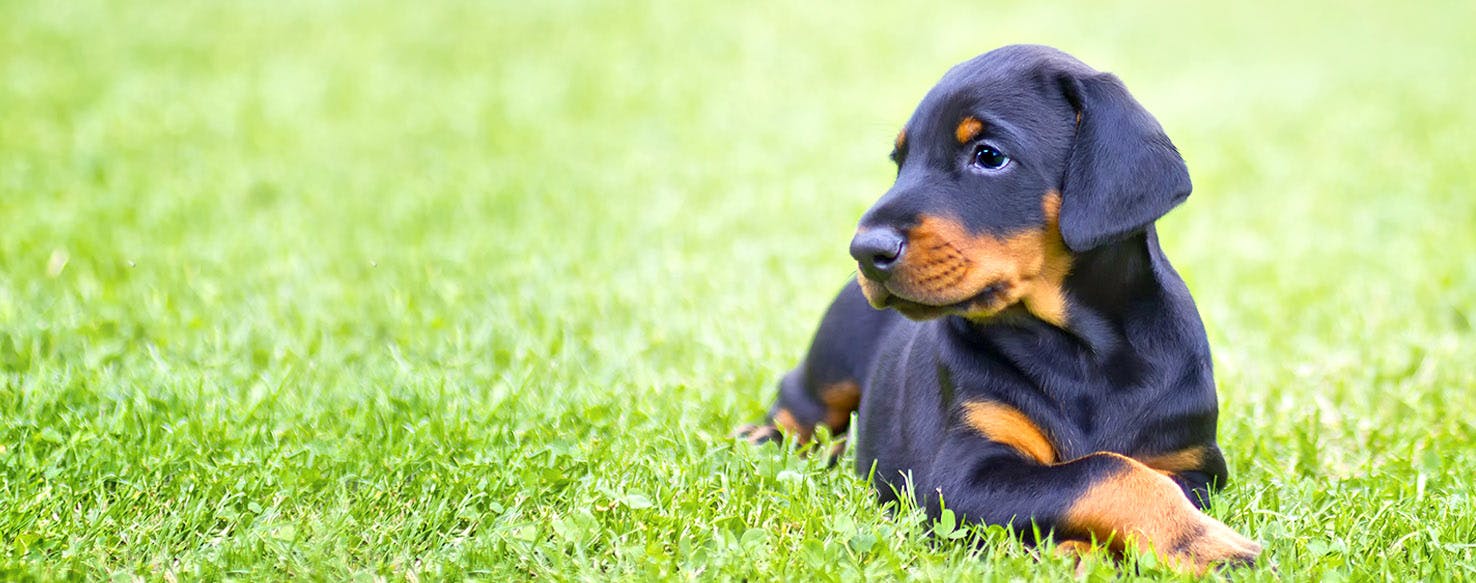 Dog Names Meaning Shiny Popular Male And Female Names Wag 